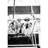Walter Brookins and unidentified woman in an early Wright Model B.