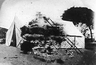 please see caption below